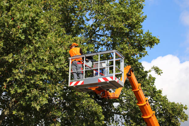 Best Tree Disease Treatment  in Cincinnati, OH